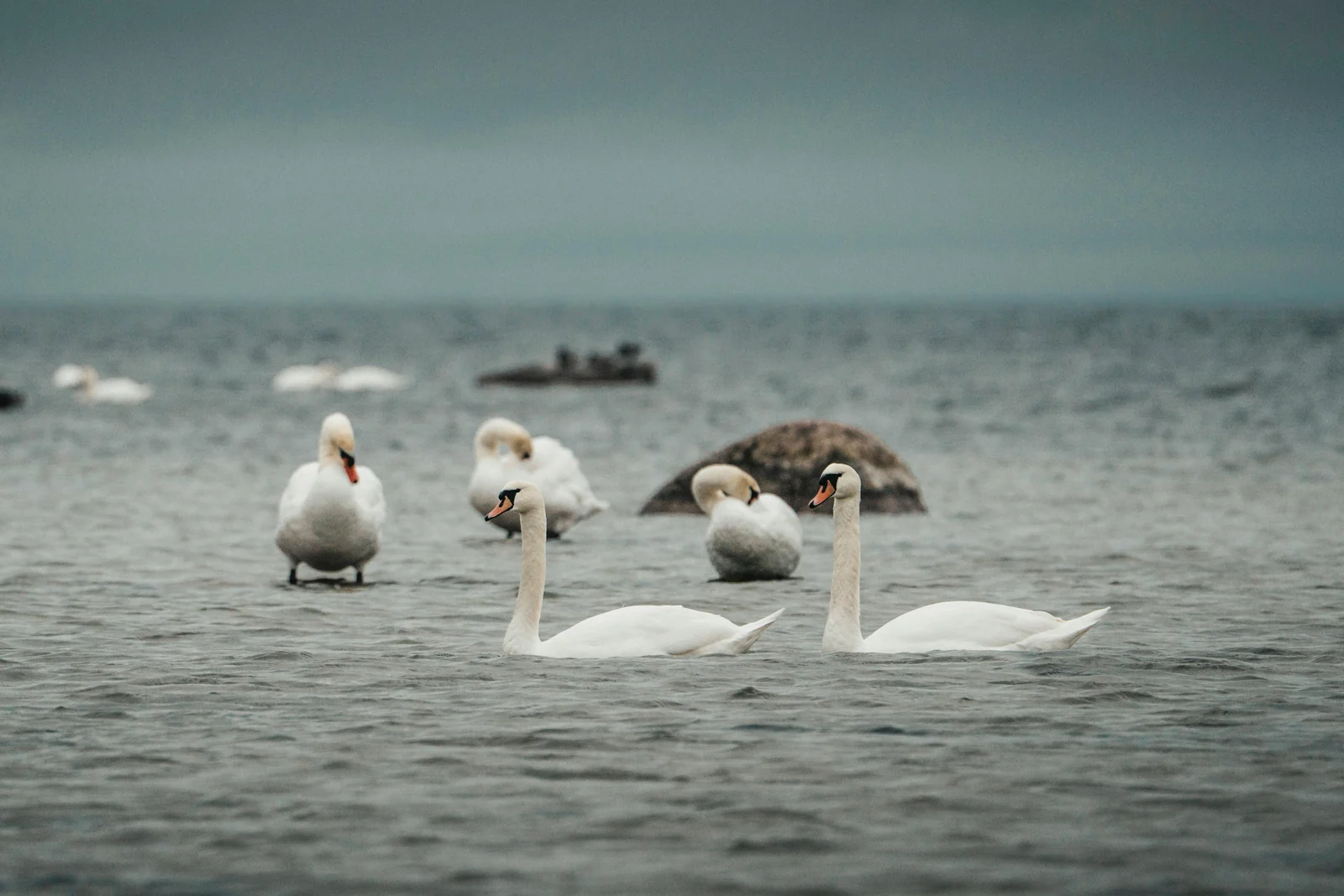 Swans on grey open water, rocks behind